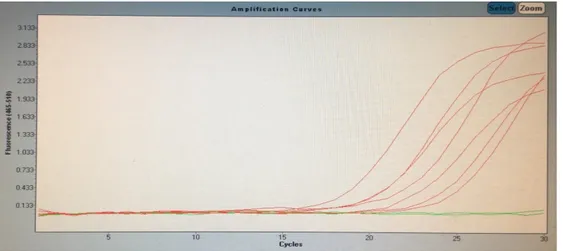 Gambar 3.   Hasil kurva amplifikasi  real-time PCR bakso kontrol, NTC dan bakso sampel 1 