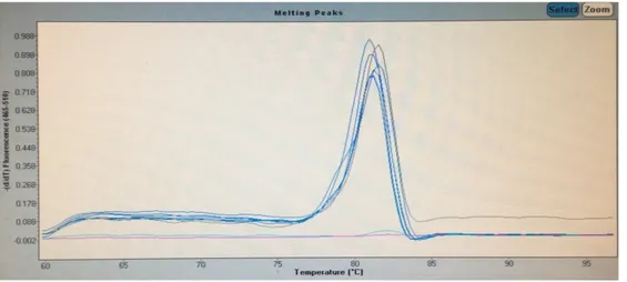 Gambar 4.   Hasil kurva  melting peaks real-time PCR bakso kontrol, NTC dan  sampel 1 hingga sampel 5 