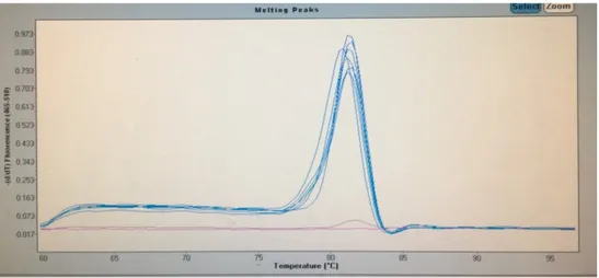 Gambar 6.   Hasil kurva  melting peaks real time PCR bakso kontrol, NTC dan sampel 6 hingga 