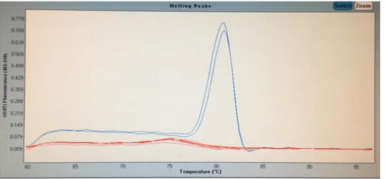 Gambar 8.  Hasil kurva  melting peaks real time PCR bakso kontrol, NTC dan bakso sampel 1 