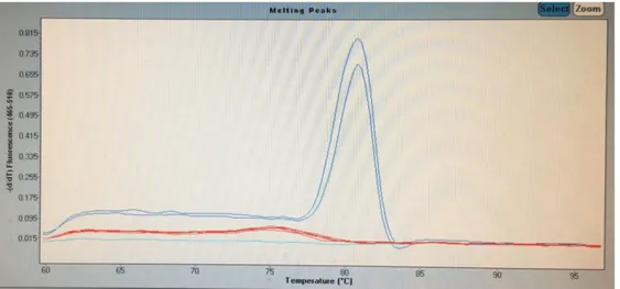 Gambar 10.   Hasil kurva  melting peaks real time PCR bakso kontrol, NTC dan bakso sampel 6 