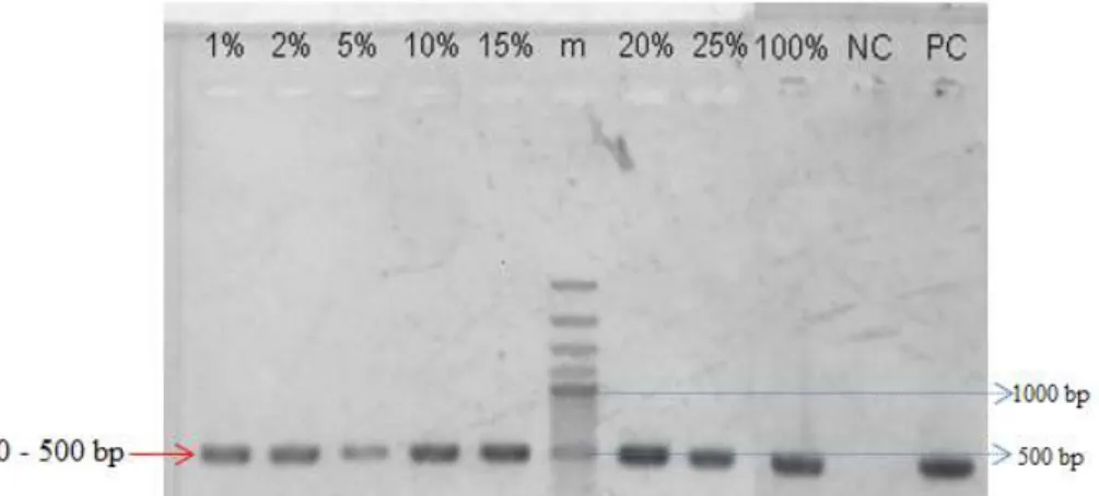 Gambar 7. Hasil visualisasi produk PCR sampel positif DNA babi dengan  variasi konsentrasi