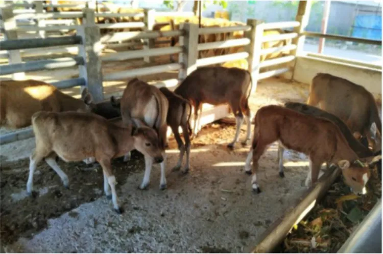 Gambar 2. Kandang pisah pedet sapi Bali umur 2 minggu – 4 bulan di kandang BPTP NTT