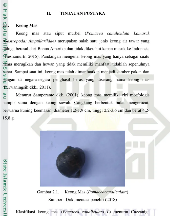 Gambar 2.1.     Keong Mas (Pomaceacanaliculata)  Sumber : Dokumentasi peneliti (2018) 