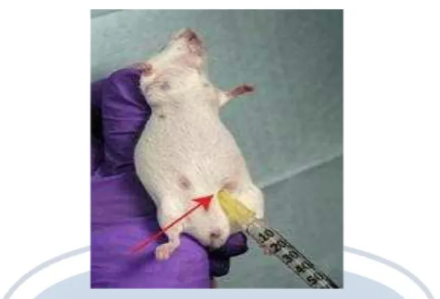 Gambar 3.1 menginjeksi interperitonial (www. agnelnovianto. blogspot.com)  Pembuatan  diabetes  pada  tikus  dilakukan  dengan  menginjeksi  menggunkan  aloksan  150mg/kgBB  secara  intraperitonial    pada  tikus  wistar  (Sujono  dan  Munawaroh,  2009)