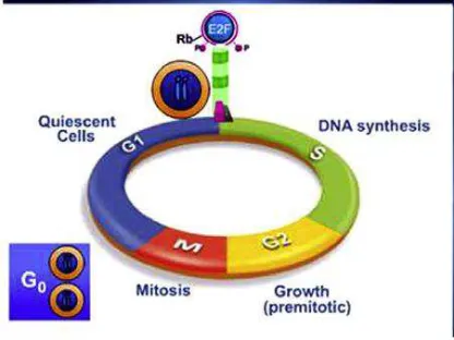 Gambar 2.6. Siklus sel patologis: proses inaktivasi protein Rb melalui 