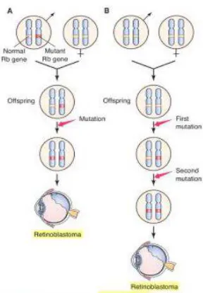 Gambar 2.8. Patogenesis mutasi gen RB1 sel germinal dan sel non-