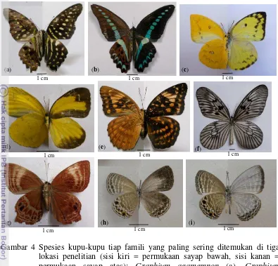 Gambar 4 Spesies kupu-kupu tiap famili yang paling sering ditemukan di tiga 