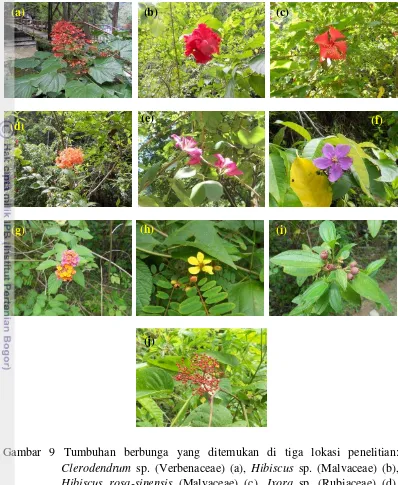 Gambar 9 Tumbuhan berbunga yang ditemukan di tiga lokasi penelitian: 