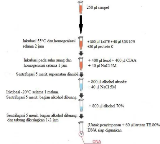 Gambar 1 Ekstraksi DNA Metode Phenol-Chloroform (Sambrook et al. 1989,  Andreas et al