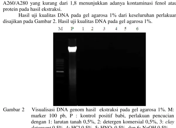 Gambar 2     Visualisasi  DNA  genom  hasil   ekstraksi pada  gel  agarosa 1%. M:  marker  100  pb,  P  :  kontrol  positif  babi,  perlakuan  pencucian  dengan 1: larutan tanah 0,5%, 2: detergen komersial 0,5%, 3:  clay 