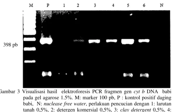 Gambar  3  Visualisasi  hasil    elektroforesis  PCR  fragmen  gen  cyt  b  DNA    babi  pada gel agarose 1.5%
