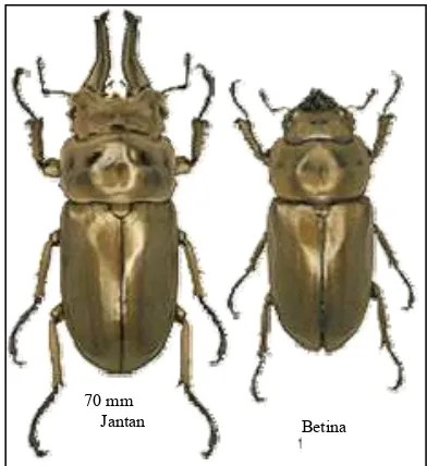 Gambar 2.1  Kumbang lucanid, Allotopus rosenbergi 
