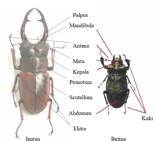 Gambar 2.2   Pertarungan  dua ekor  kumbang lucanid dengan  menggunakan mandibulanya (Fremlim 2004)