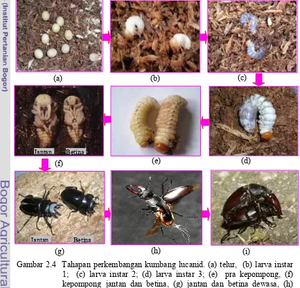 Gambar 2.4  Tahapan perkembangan kumbang lucanid. (a) telur,  (b) larva instar 1;  (c) larva instar 2; (d) larva instar 3; (e)  pra kepompong, (f) kepompong jantan dan betina, (g) jantan dan betina dewasa, (h) jantan yang sudah dapat terbang dan (i) lucanid sedang kawin  