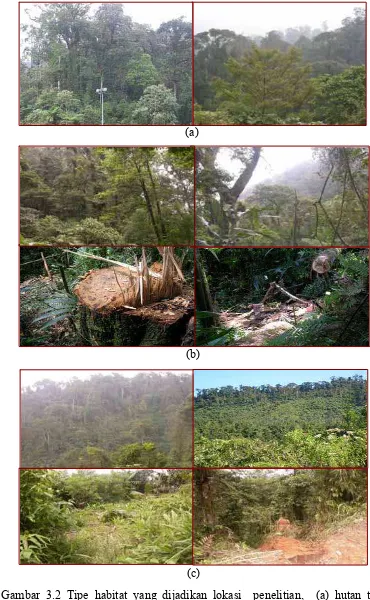 Gambar 3.2 Tipe habitat yang dijadikan lokasi  penelitian,  (a) hutan tidak   terganggu, (b) hutan kurang terganggu dan (c) hutan sangat terganggu) di Gunung Salak