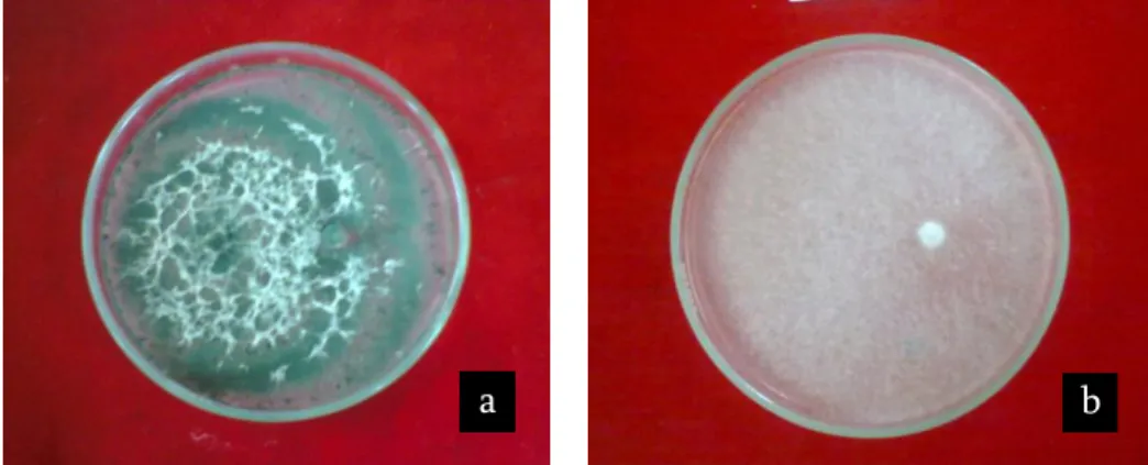 Gambar  1.  Uji  antagonisme  metode  dual  culture  Trhichoderma   sp.  terhadap  R.  lignosus 
