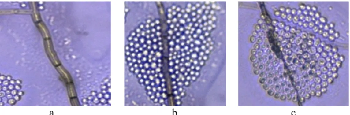 Gambar 3  Pohon filogenetika untuk isolat bakteri B2 dengan Bacillus subtilis asal Vietnam,  Cina, dan India.