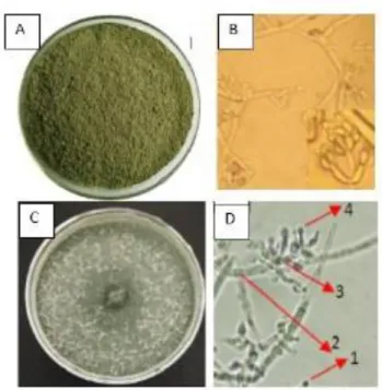 Gambar  5.  Benih  kacang  tanah  yang  dilapisi  formulasi  berbahan  aktif  T.  harzianum  dengan  bahan  pembawa  berbeda 