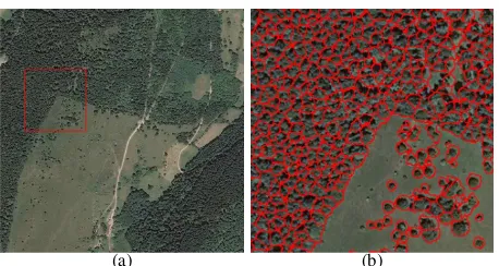 Figure 4. Result of the tree delineation. (a) Orthoimage (1km2):the red square corresponds to the sub-area where the tree delin-eation results (b) are presented.
