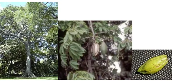 Gambar 2.5 Pohon dan buah kapok (Ceiba pentandra) 
