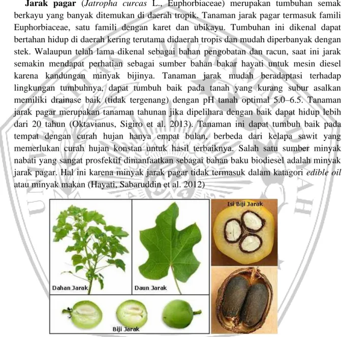 Gambar 2. 1 Tanaman Jarak Pagar 