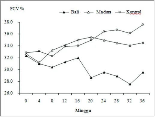 Gambar 3. Rataan packed cell volume /PCV (%) dari sapi Bali dan Madura  sete-