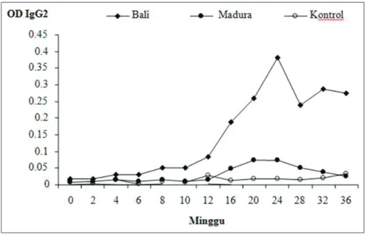 Gambar 6. Rataan jumlah  produksi IgG2 dalam OD (Optical Density) dari sapi Bali 