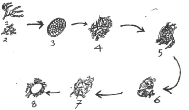 Gambar 4. Mekanisme perusakan telur cacing trematoda 