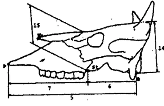 Gambar 3 Indikator yang diamati dan diukur pada kranium sapi bali dan banteng arah lateral (Hayashi et al., 1982) 
