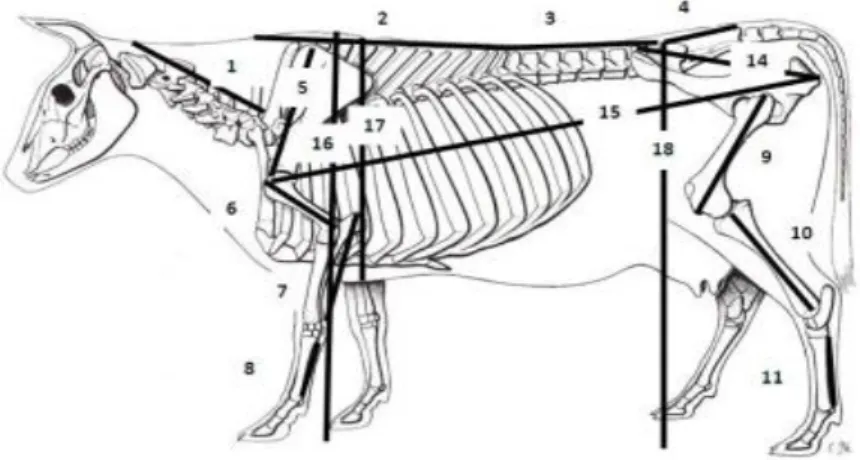 Gambar 1. Bagian-bagian permukaan tubuh sapi yang diamati