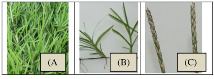 Gambar 1. Tanaman rumput Stenotaphrum secundatum  Rumput  Stenotaphrum  secundatum  adalah  termasuk  tanaman  yang  tumbuhnya  bertahunan  (perenial)