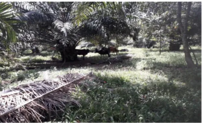 Gambar 3.  Pemanfaatan  S.  secundatum  dengan  sistem  pengembalaan di kebun kelapa sawit 