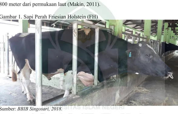 Gambar 1. Sapi Perah Friesian Holstein (FH)