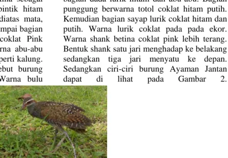 Gambar 1. Burung Ayaman (Gallirallus Philippensis) Betina Ciri- ciri burung ayaman betina sebagai 