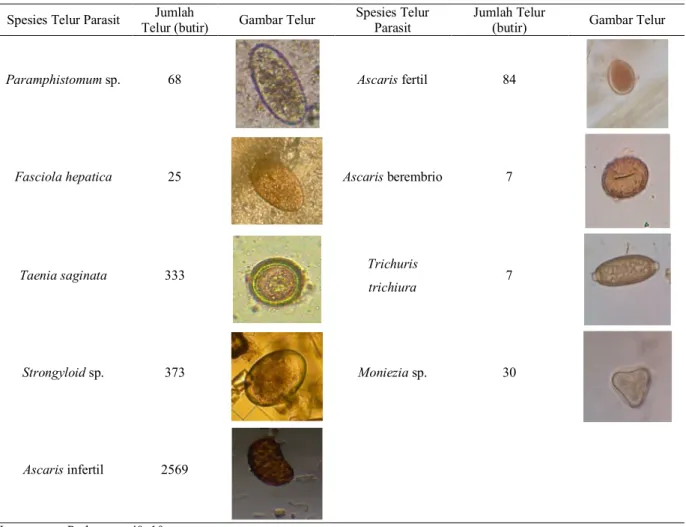 Tabel 1.   Jenis-Jenis  Telur  Cacing  Parasit  yang  Ditemukan  pada  Feses  Sapi  dengan  Metode  Sedimen  (Pengendapan)  dan  Flotasi (Pengapungan) 