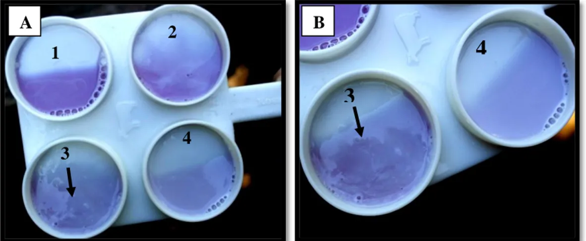 Gambar 4. Hasil pengujian mastitis subklinis menggunakan reagen CMT. 