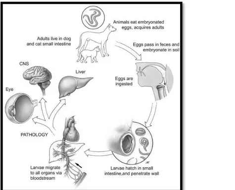 Gambar 7. Mekanisme penularan Toxocara canis ke manusia. Dikutip dari Dickson  Despommier dalam jurnal PubMed Central 
