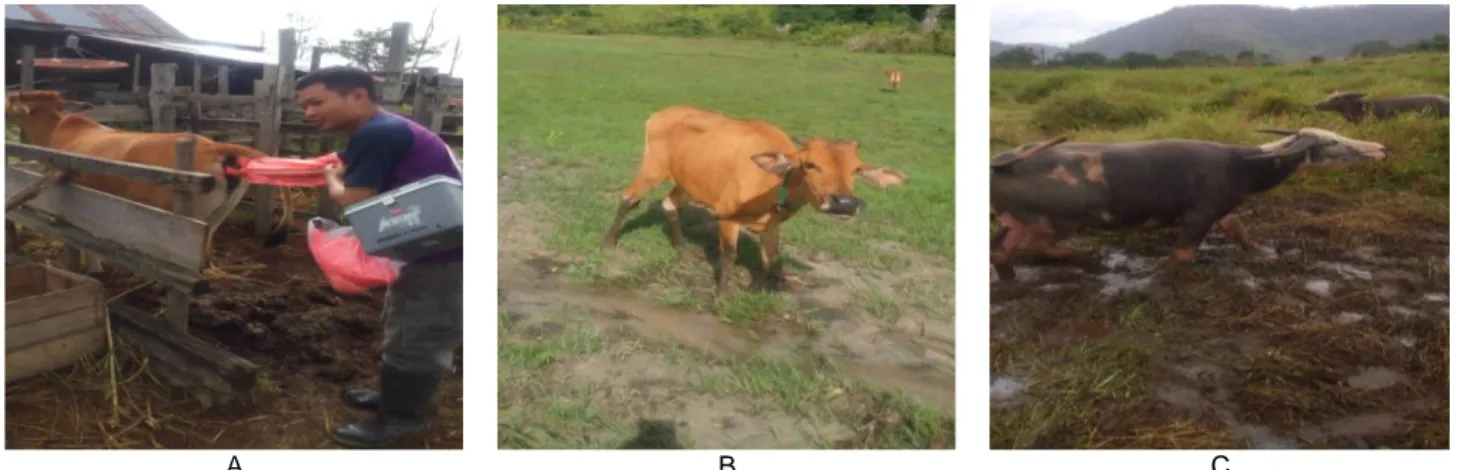 Gambar 1 A = Pengambilan contoh tinja dan B dan C = sapi dan kerbau di lokasi penggembalaan berair