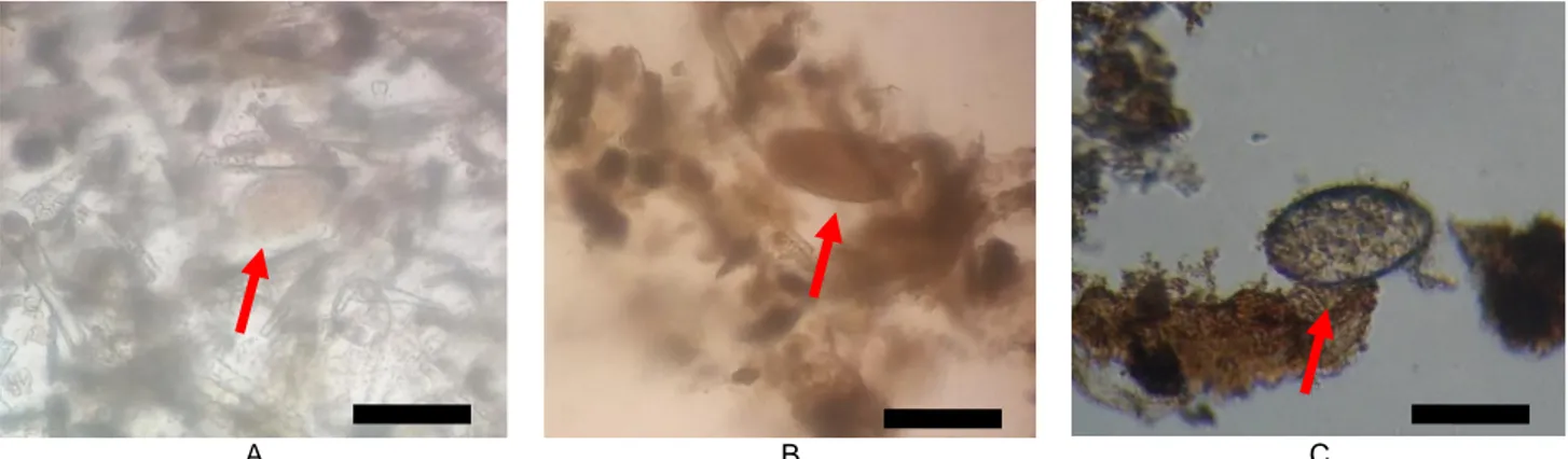 Gambar 2 A = Telur Schistosoma japonicum; B = Telur Fasciola gigantica; dan C = Telur Paramphistoma (Bar 100 µm)