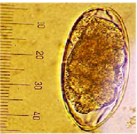 Gambar 4. Telur O. Venulosum (Anonim, 2009).  2.3.1.4 Mecistocirrus sp. 