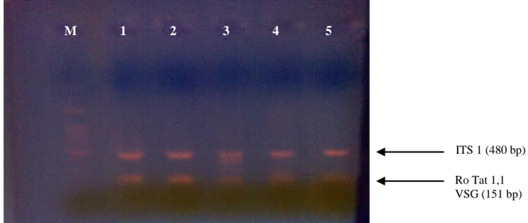 Gambar 2.  Hasil  visualisasi  produk  multiplex  PCR  dalam  gel  agarose  1,5%  menunjukkan  dua  pita  DNA  dengan ukuran yang berbeda dalam satu kolom, yaitu 480 bp untuk fragmen ITS 1 dan 151 bp  untuk  fragmen  Ro  Tat  1,2  VSG