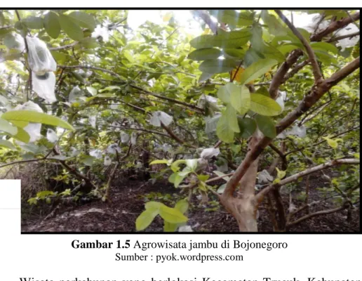Gambar 1.5 Agrowisata jambu di Bojonegoro 