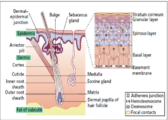 Gambar 2.1 Anatomi kulit (Burns, dkk., 2004).  Kulit manusia terdiri dari tiga lapisan yaitu: 