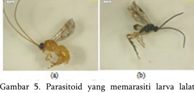Gambar  5.  Parasitoid  yang  memarasiti  larva  lalat  buah  pada  tanaman  cabai,  Psyttalia fijiensis  (a) dan  Opius  sp
