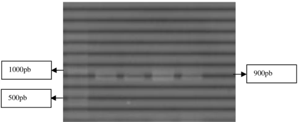 Gambar 1. Hasil RT-PCR menggunakan penanda molekuler gen env-su (M=100 pb DNA Marker; 1-4 Sam-