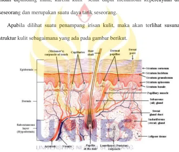 Gambar 2.1. Struktur Kulit  