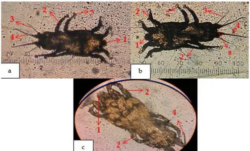 Gambar  1.  Ektoparasit  Proterothrix  alcippeae  (a.  Tampak  dorsal  tanpa  tindakan  perparat,  b