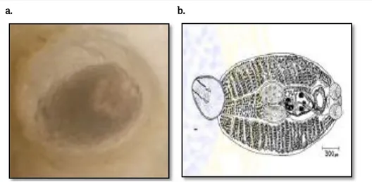 Gambar 1. Neobenedenia pargueraensis  Parasit pada usus 