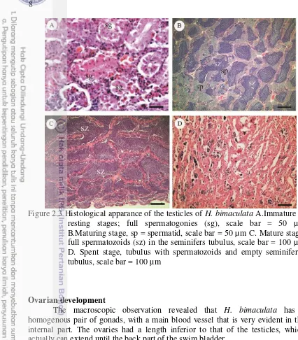 Figure 2.3 Histological apparance of the testicles of H. bimaculata A.Immature or 
